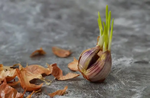 Dehydrated Onion